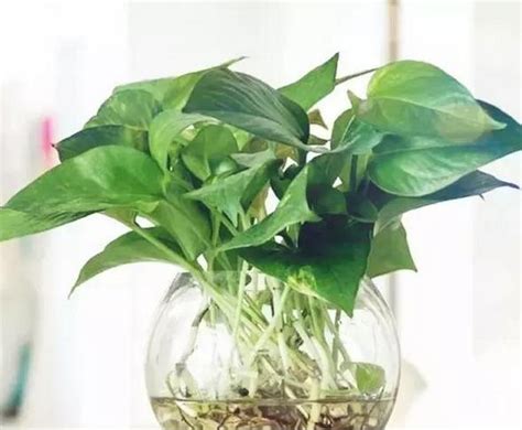 水種植物 風水|【水種植物風水】水種植物風水指南：招財、旺運、提。